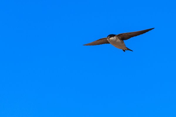 Common House Martin