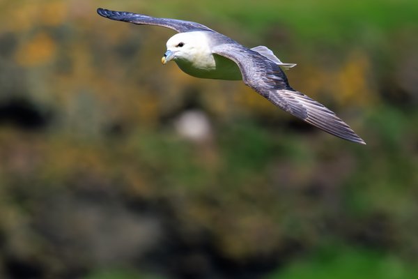 Northern Fulmar