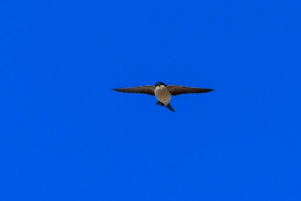 Common House Martin