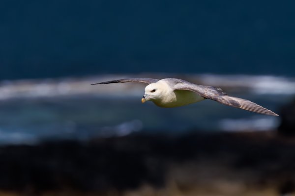 Northern Fulmar