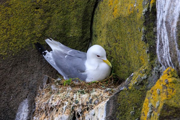 Black-legged Kittiwake