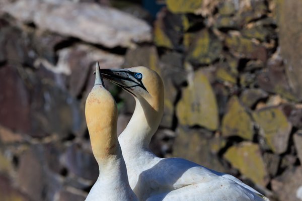 Northern Gannet