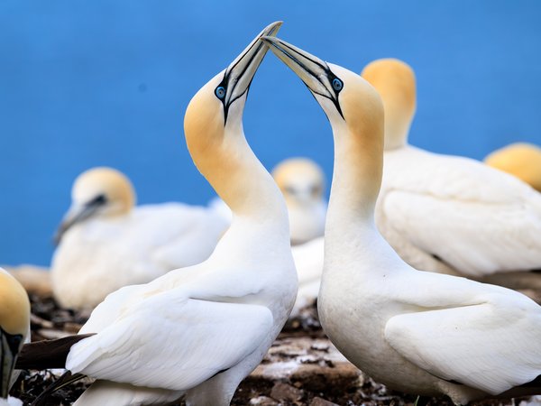 Northern Gannet