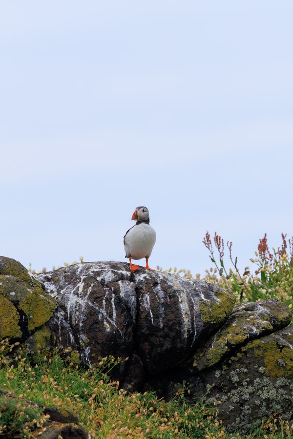 Atlantic Puffin