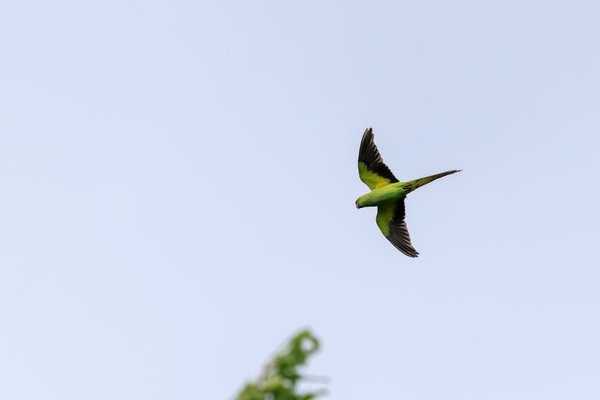 Rose-ringed Parakeet