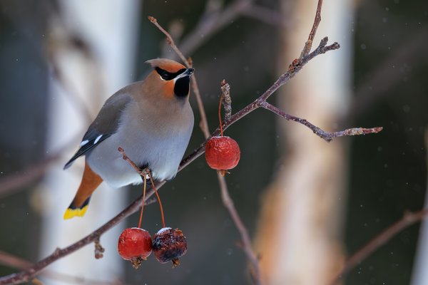 Bohemian Waxwing