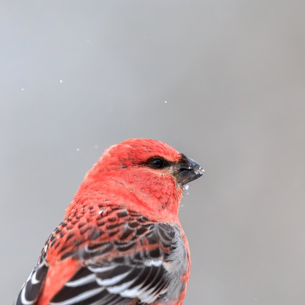 Pine Grosbeak