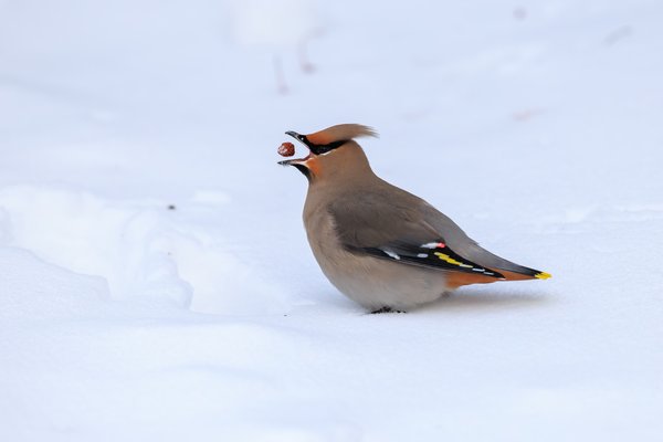 Bohemian Waxwing