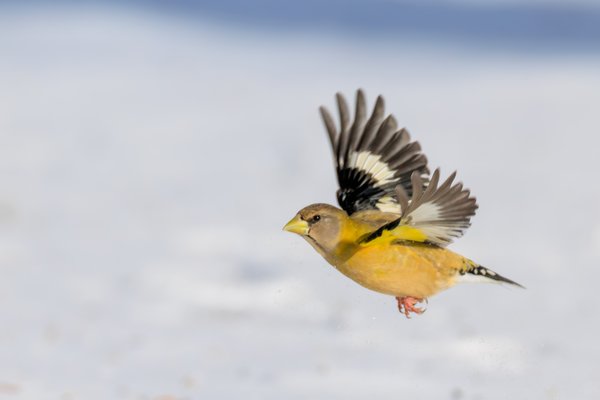 Evening Grosbeak