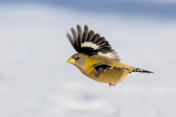 Evening Grosbeak