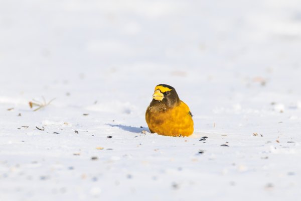 Evening Grosbeak