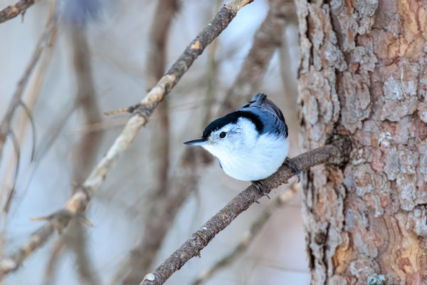 White-breasted Nuthatch