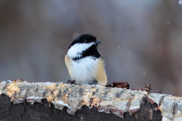 Black-capped Chickadee