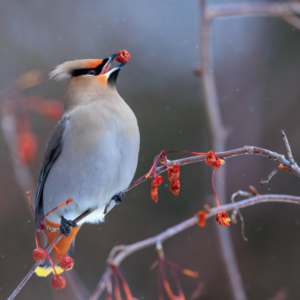 Bohemian Waxwing