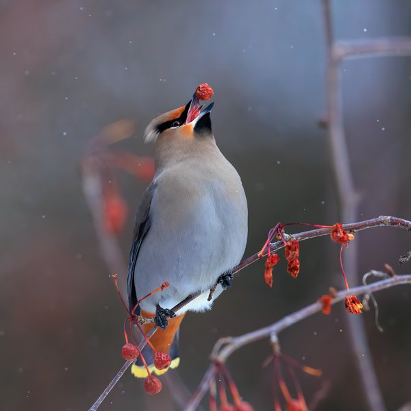 Bohemian Waxwing