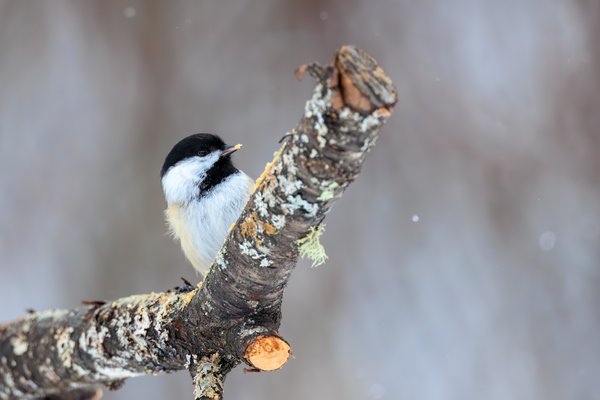 Black-capped Chickadee