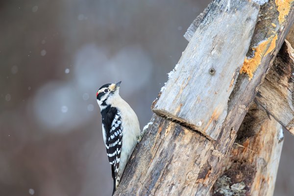 Downy Woodpecker