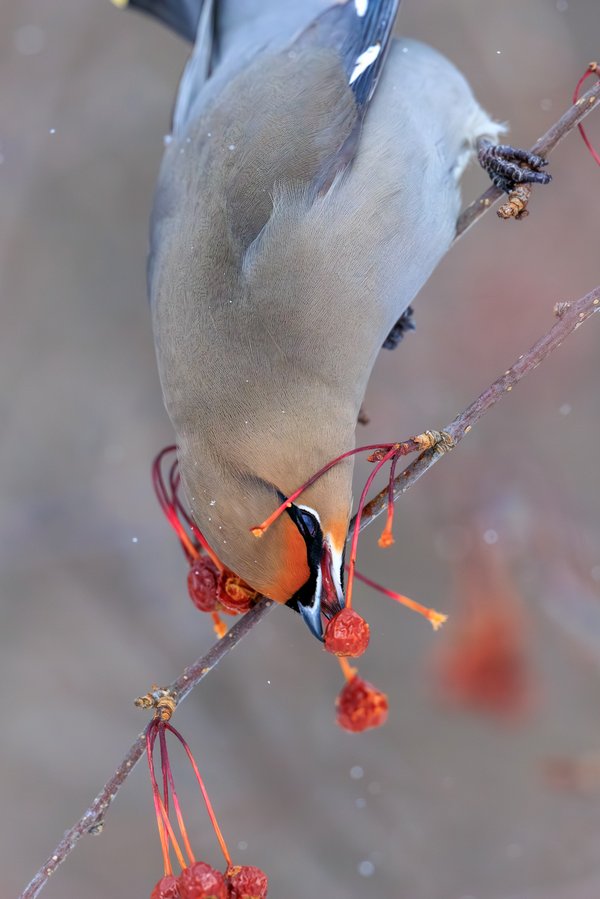 Bohemian Waxwing
