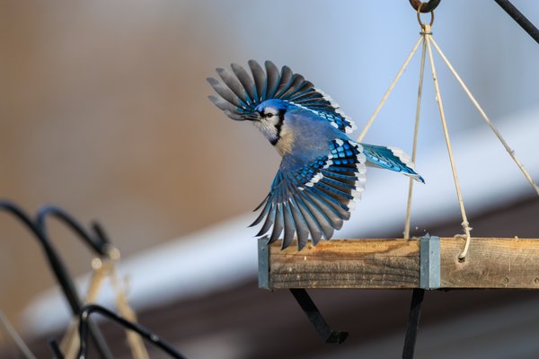 Blue Jay