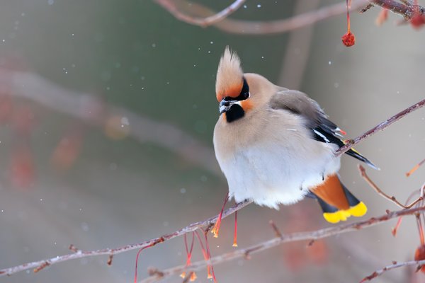 Bohemian Waxwing