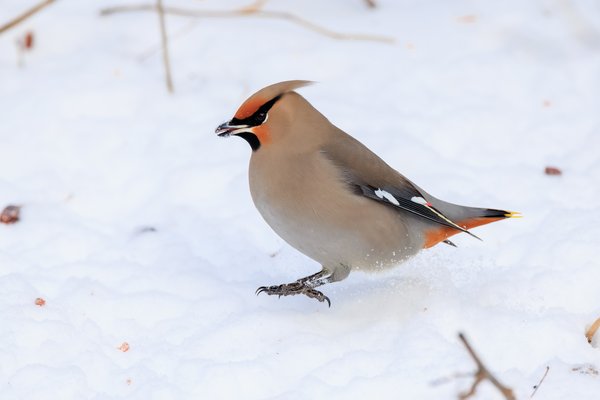 Bohemian Waxwing
