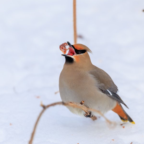 Bohemian Waxwing