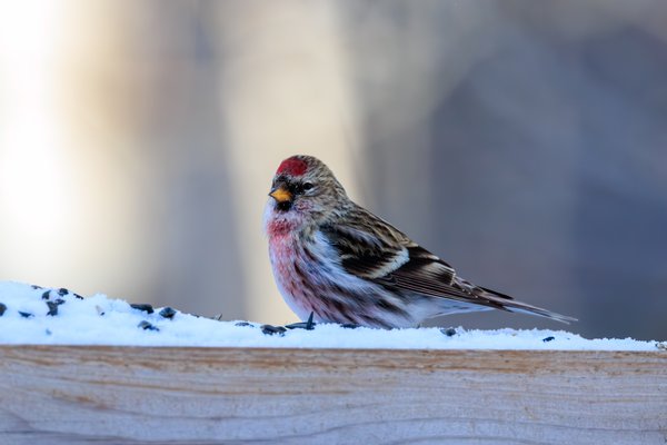 Common Redpoll