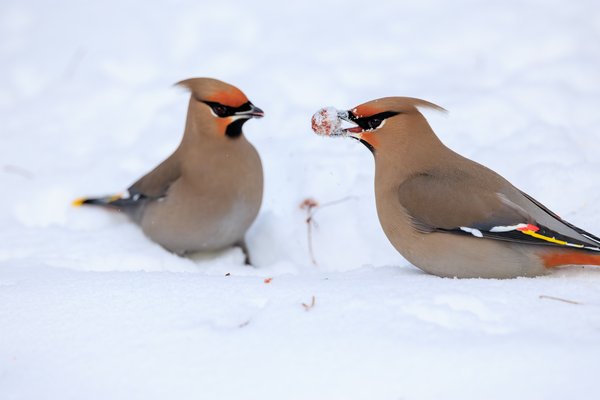 Bohemian Waxwing