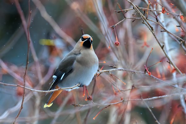 Bohemian Waxwing