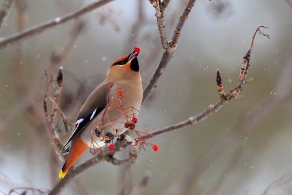 Bohemian Waxwing