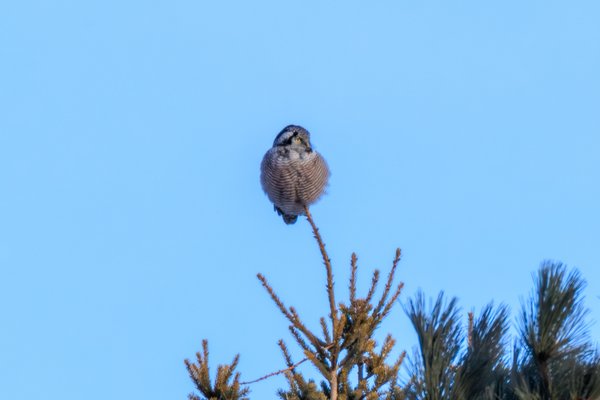 Northern Hawk-Owl