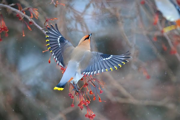 Bohemian Waxwing