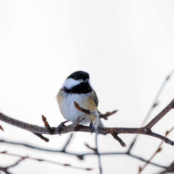 Black-capped Chickadee