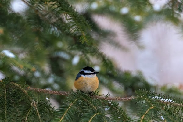 Red-breasted Nuthatch