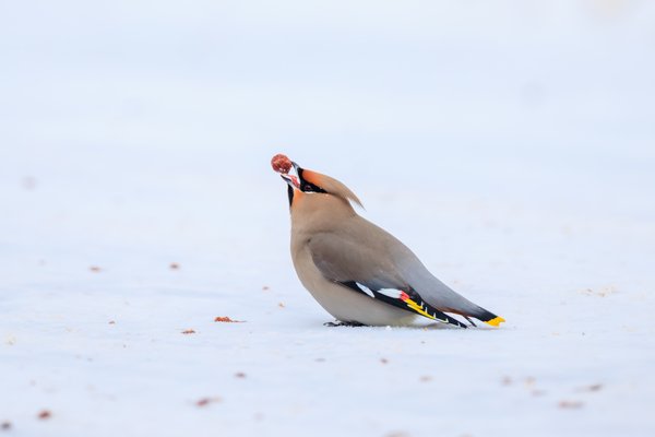 Bohemian Waxwing
