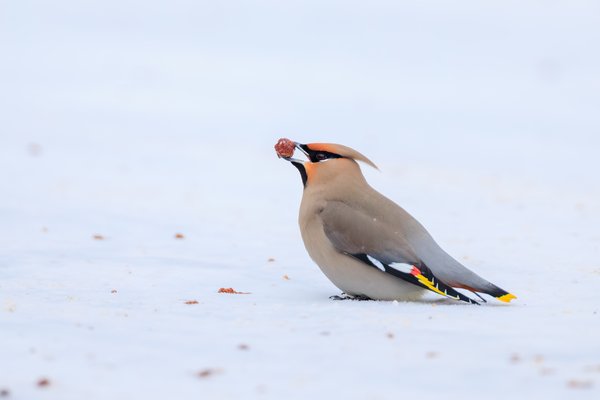 Bohemian Waxwing