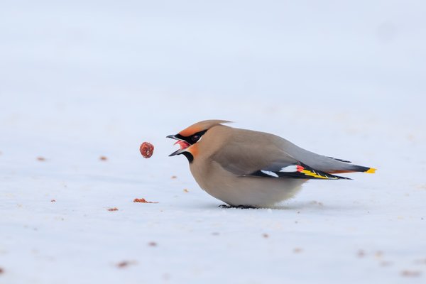 Bohemian Waxwing