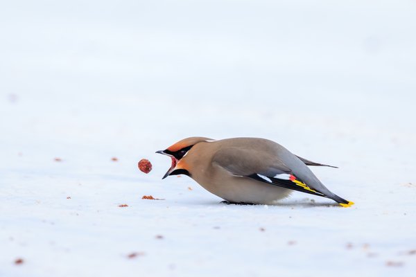 Bohemian Waxwing
