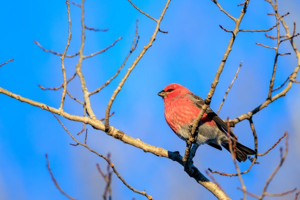 Pine Grosbeak