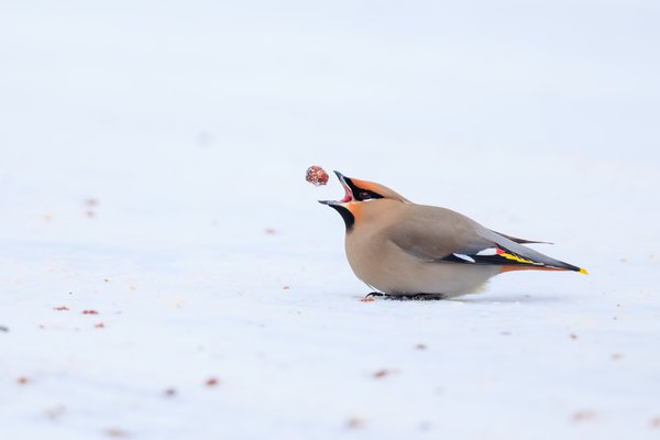 Bohemian Waxwing