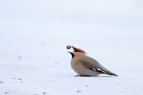 Bohemian Waxwing