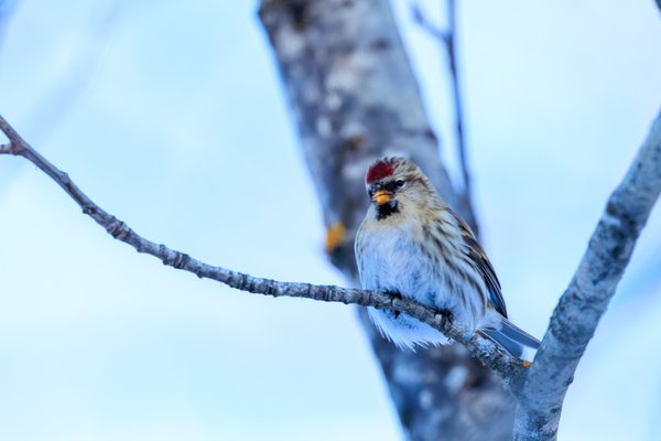 Common Redpoll