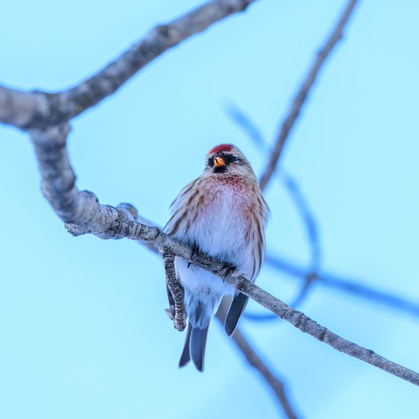 Common Redpoll