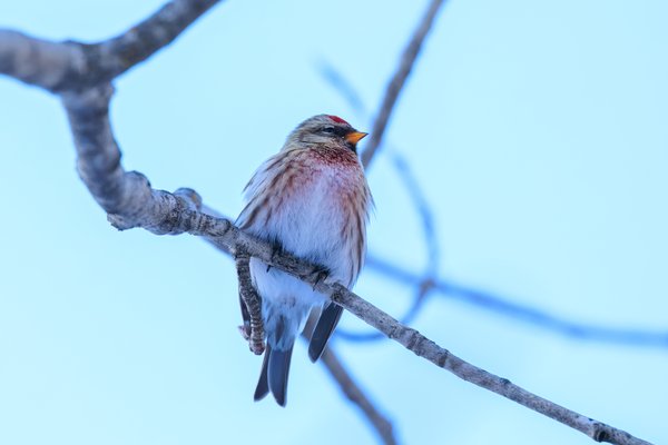Common Redpoll