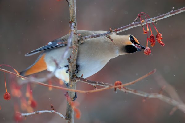 Bohemian Waxwing