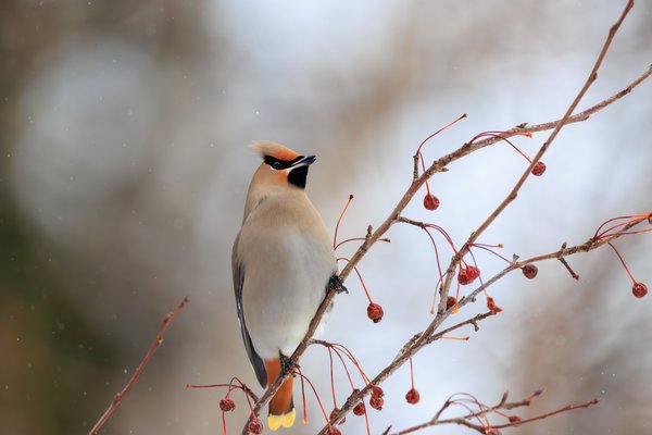 Bohemian Waxwing