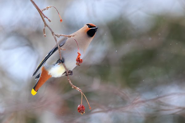 Bohemian Waxwing