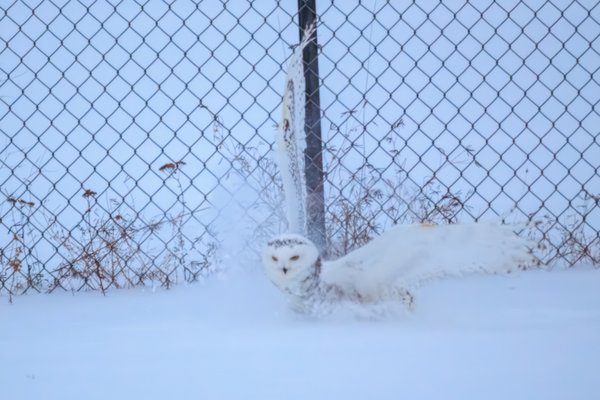 Snowy Owl