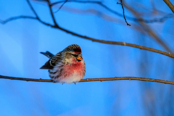 Common Redpoll