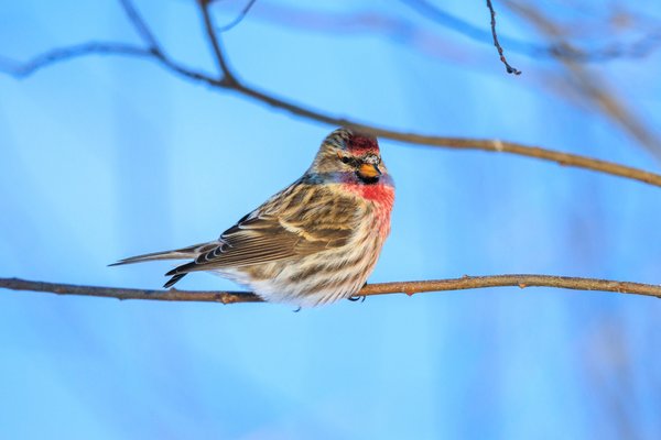 Common Redpoll
